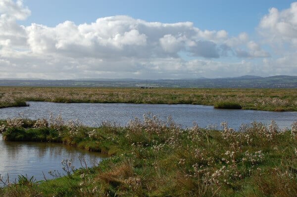 Cheshire dog walk Parkgate