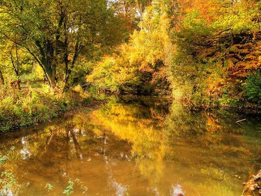 Cheshire dog walk The Carrs