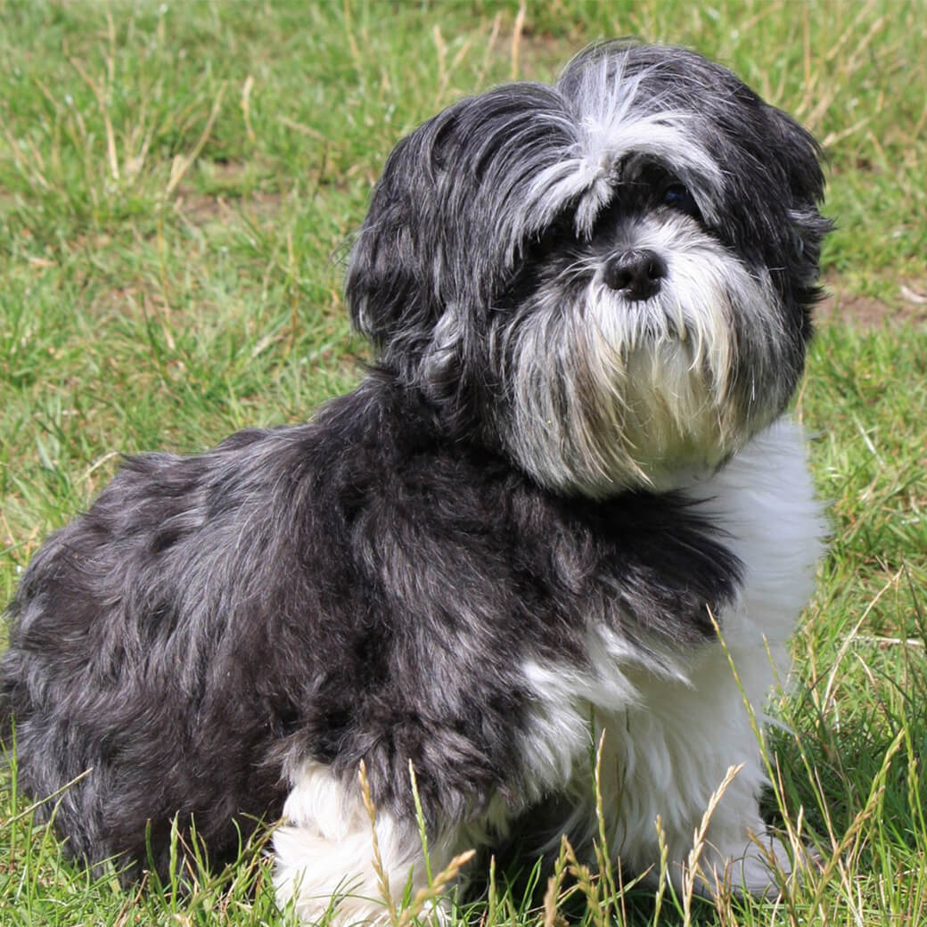 what foods are bad for shih tzus