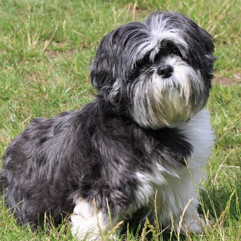 Shih Tzu