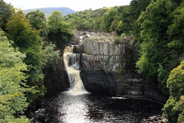 Durham dog walks Low Force High Force