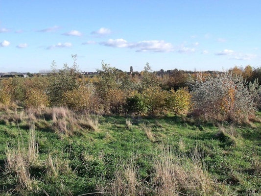 Derbyshire dog walks Poppy Wood