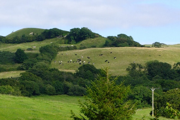 Dorset dog walks Eggardon Hill