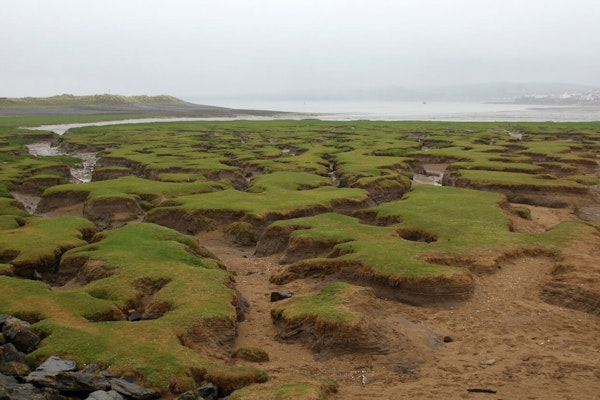 Devon dog walks Northam Burrows