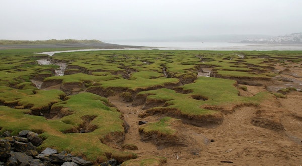 Devon dog walks Northam Burrows