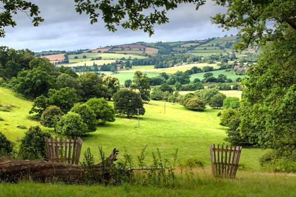 Devon dog walks Killerton