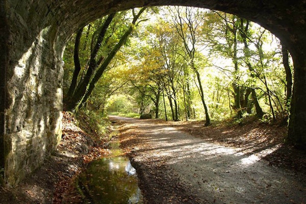 Devon dog walks Plym Valley