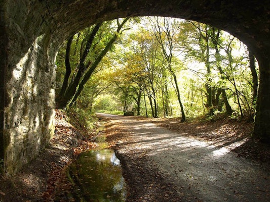 Devon dog walks Plym Valley