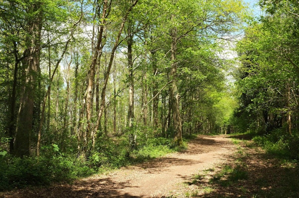 Devon dog walks Ashclyst Forest