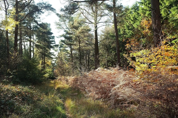 Devon dog walks Haldon Forest