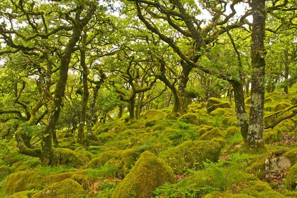 Devon dog walks Wistmans Wood