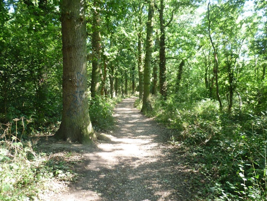 Surrey dog walk Thames Down Link