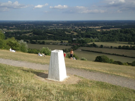 Surrey dog walk Box Hill