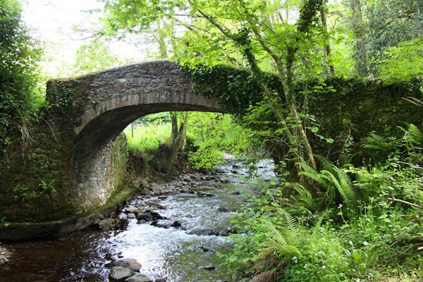 Somerset dog walk Horner Wood