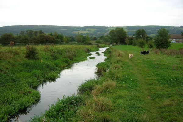 Somerset dog walk River Yeo