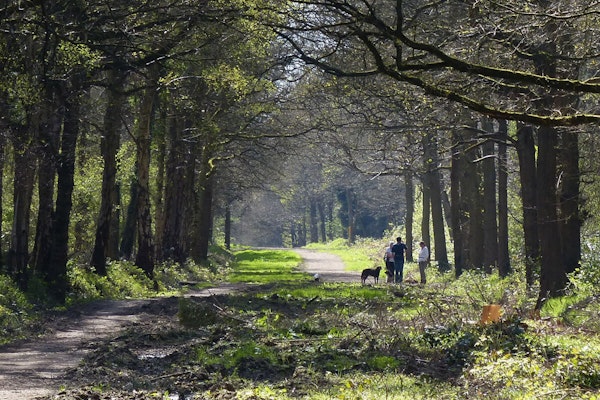 Leicestershire dog walk Martinshaw Wood