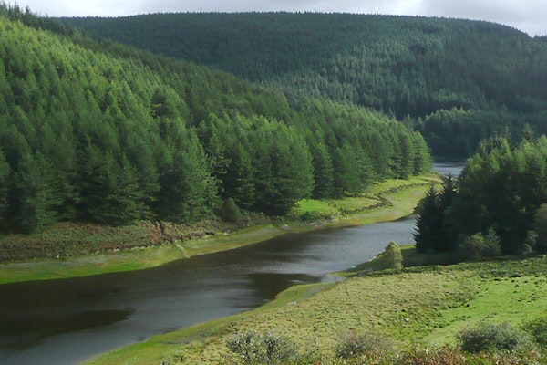 Wales dog walk Tywi Valley