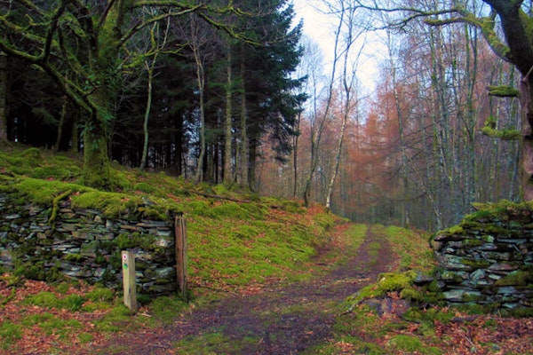 Wales dog walk Coed Felinryhd 