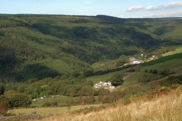 Wales dog walk Afan Forest Park