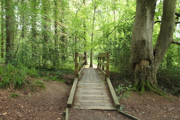 Dumfries Galloway dog walks Garries Woods