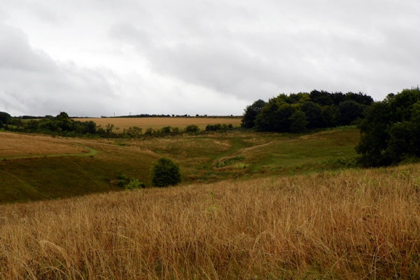 Hertfordshire dog walks Therfield Heath