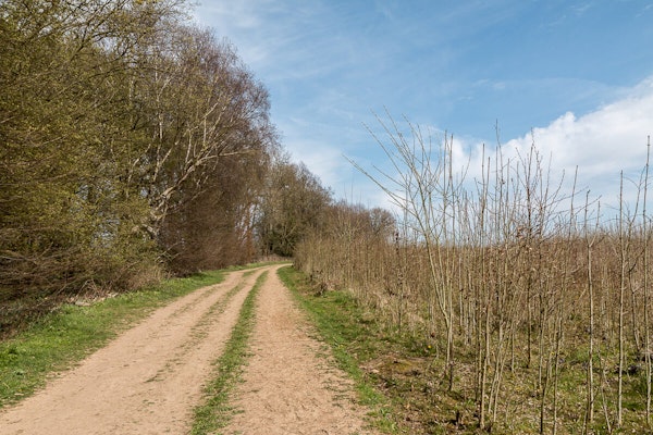 Hertfordshire dog walks Heartwood Forest
