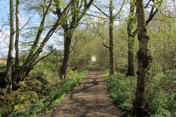 Kent dog walk Hamstreet Woods