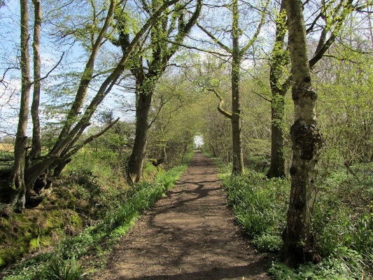 Kent dog walk Hamstreet Woods