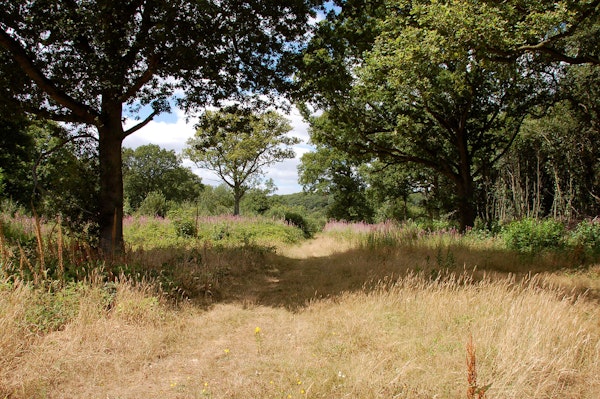 Kent dog walk Hartfield Ashdown Forest