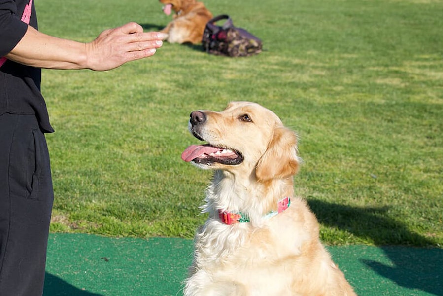 How to teach your dog to stay