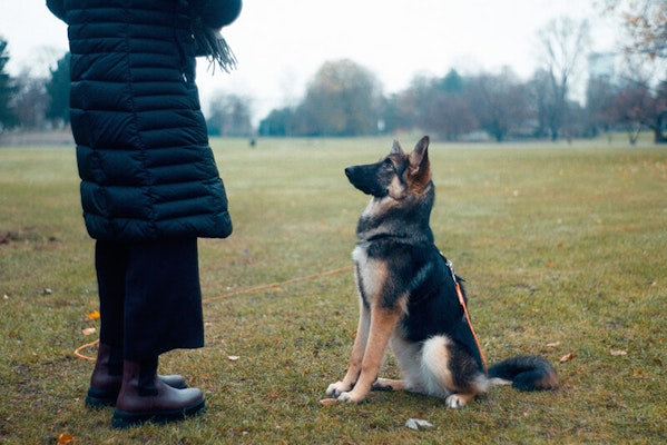 Teaching your dog to lie down