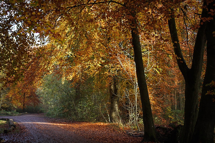 Dog walk at Alfred's Tower · Wiltshire · Walkiees