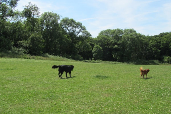 Wiltshire dog walk Secure dog walks