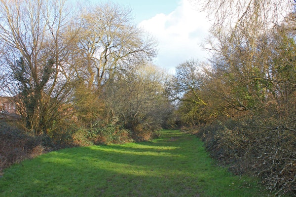 Wiltshire dog walk Vincients Wood