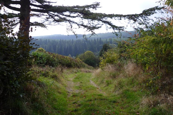 Shropshire dog walks Mortimor Forest