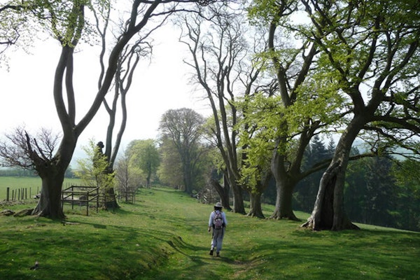 Shropshire dog walks  Linley Hill