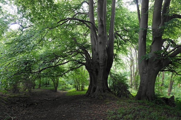 Gloucestershire dog walk Lineover Wood