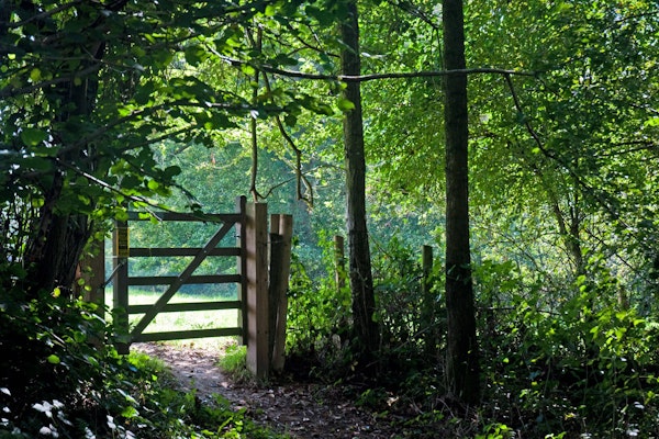 West Sussex dog walk Nyman's Wood