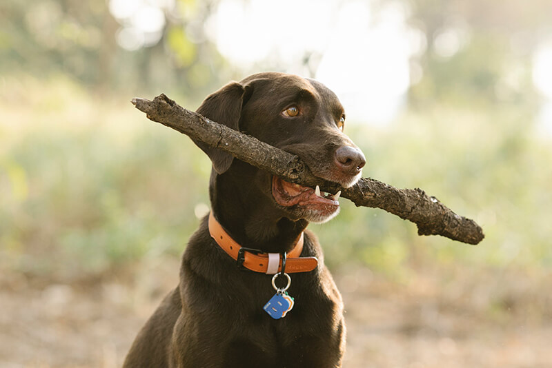 should you put name on dog tag