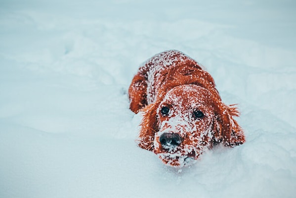 Helping your dog in the winter