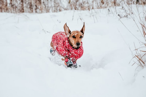 Keeping your dog warm in the winter
