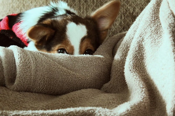 Keeping dog warm and dry in winter