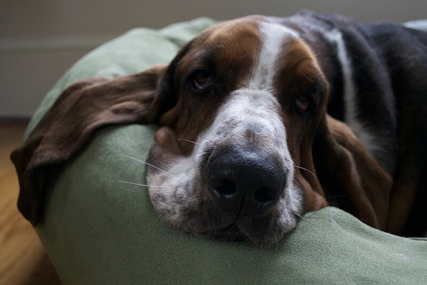 Laziest dog breeds Basset Hound