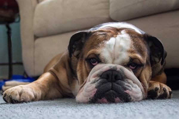 Laziest dog breeds English Bulldog