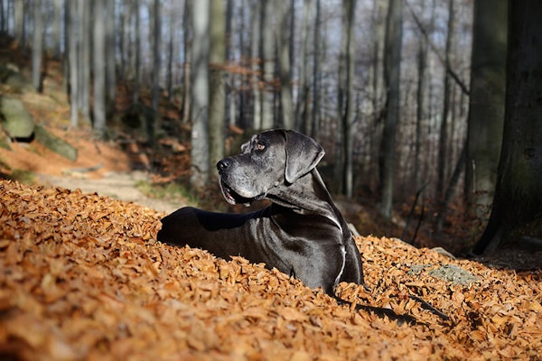 Laziest dog breeds Great Dane