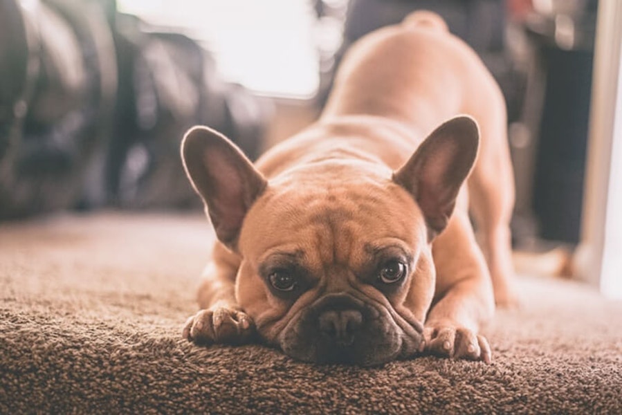 Laziest dog breeds French Bulldog