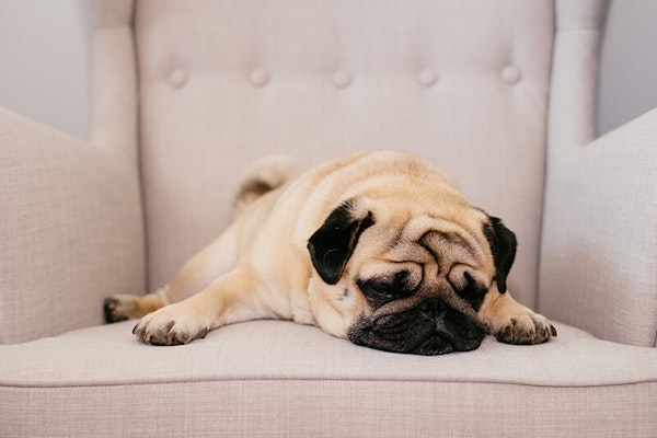 Laziest dog breeds Pug