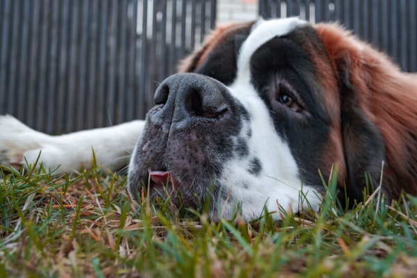 Laziest dog breeds Saint Bernard