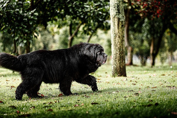 Laziest dog breeds Newfoundland