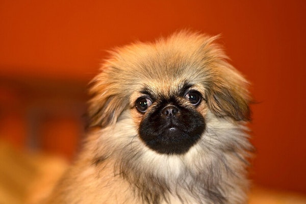 Laziest dog breeds Pekingese